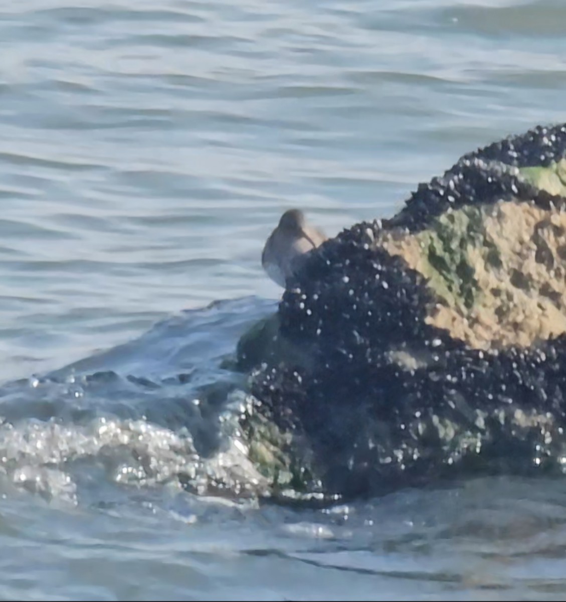 Purple Sandpiper - ML646858766