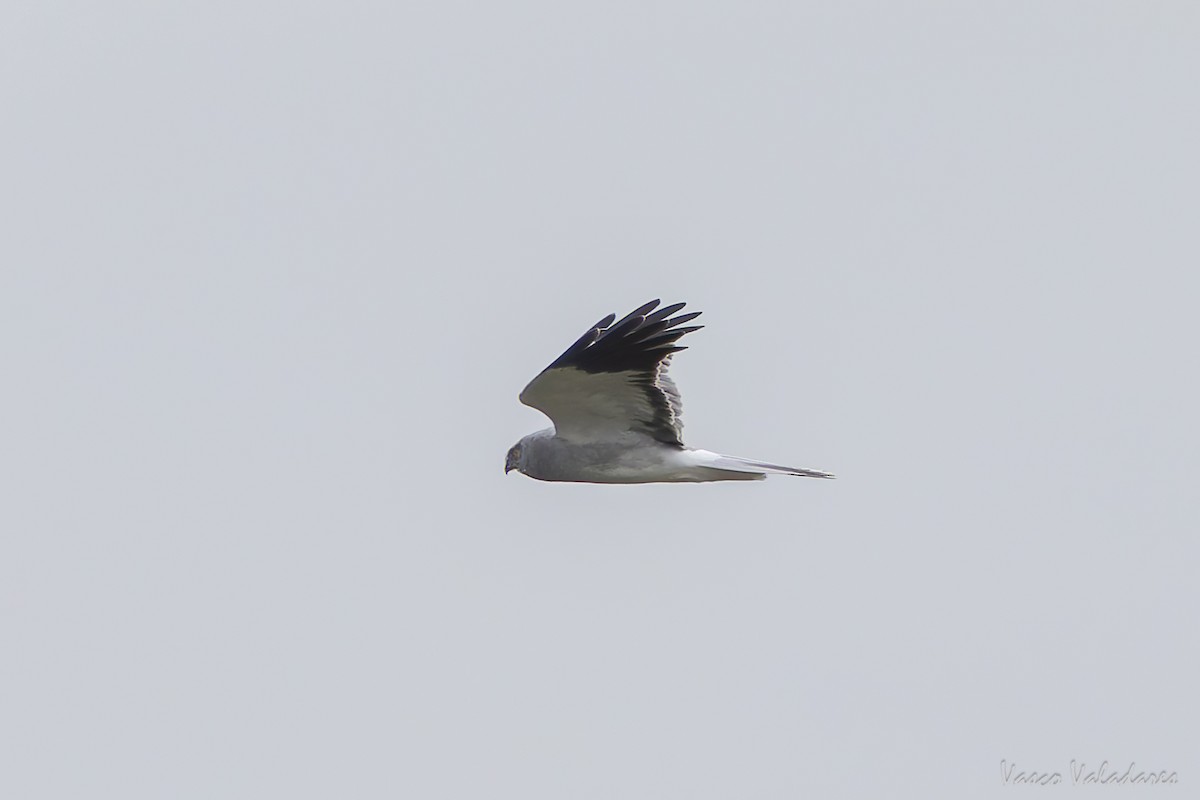 Hen Harrier - ML646858770