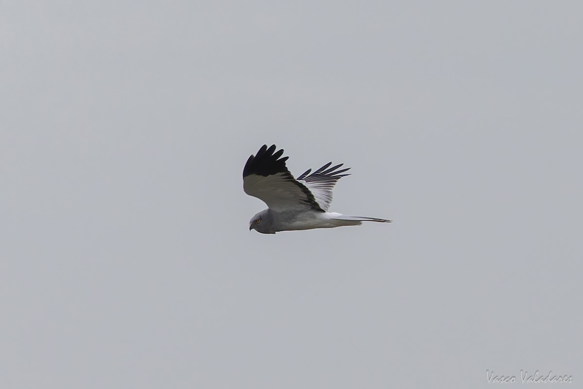Hen Harrier - ML646858771