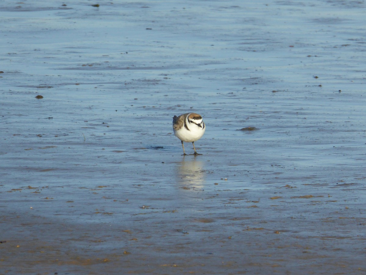 Seeregenpfeifer - ML646858773