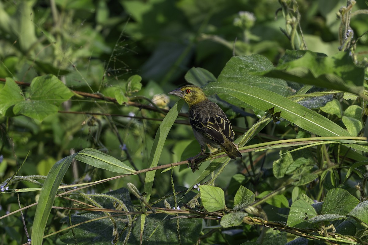 Dorfweber - ML646858777