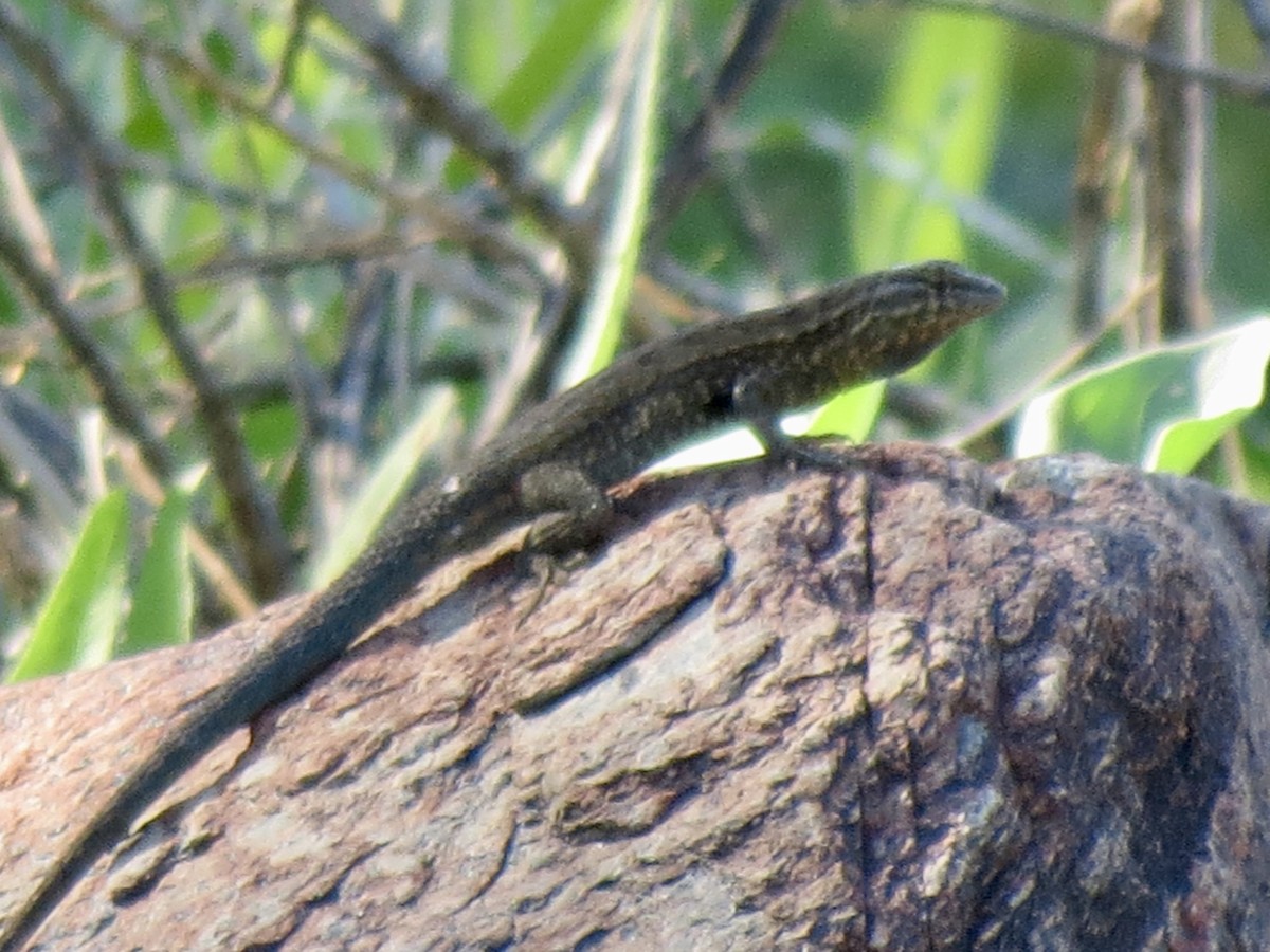 Animals - ML646858779