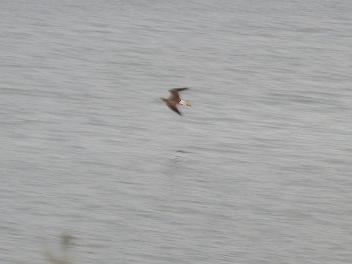 Greater Yellowlegs - ML646858785