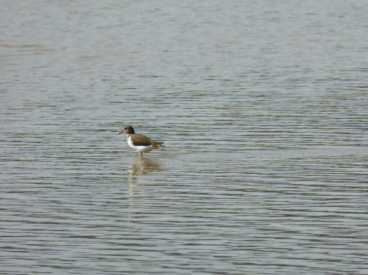 Flussuferläufer - ML646858786