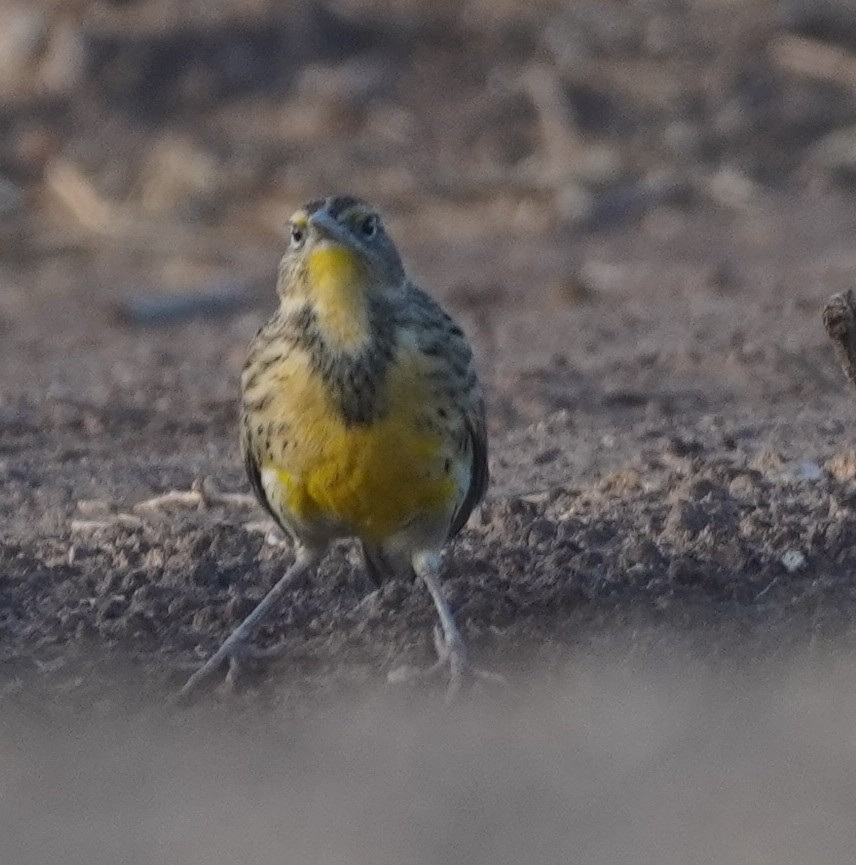 Sturnelle de l'Ouest - ML646858789