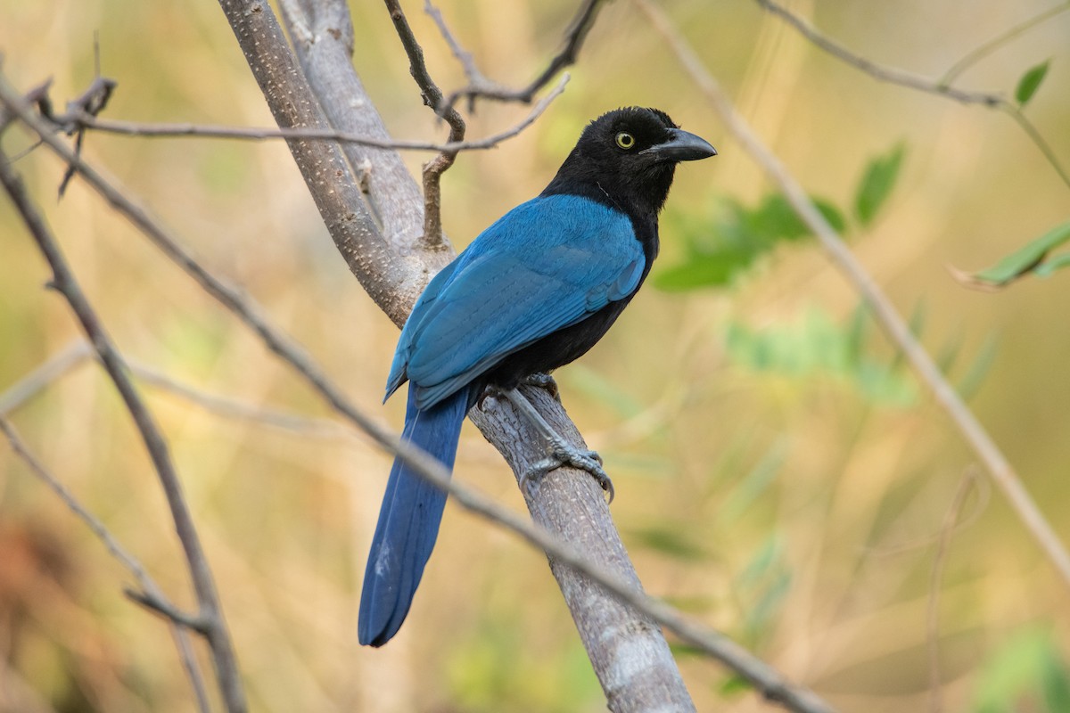 ヌレバカケス - ML646858790