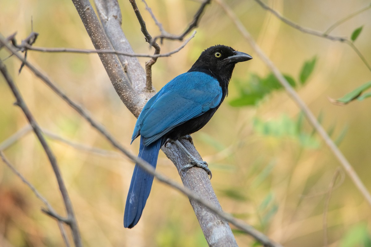 ヌレバカケス - ML646858791