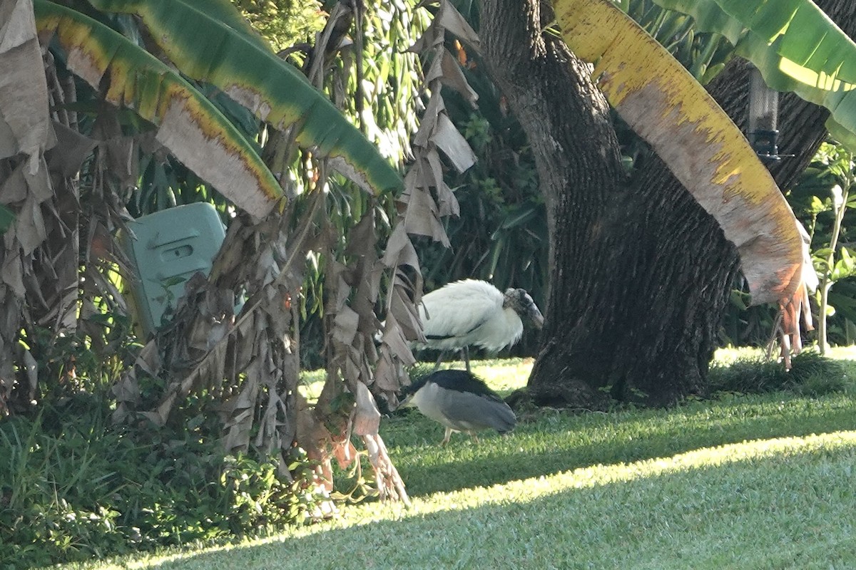 Martinete Común - ML646858792