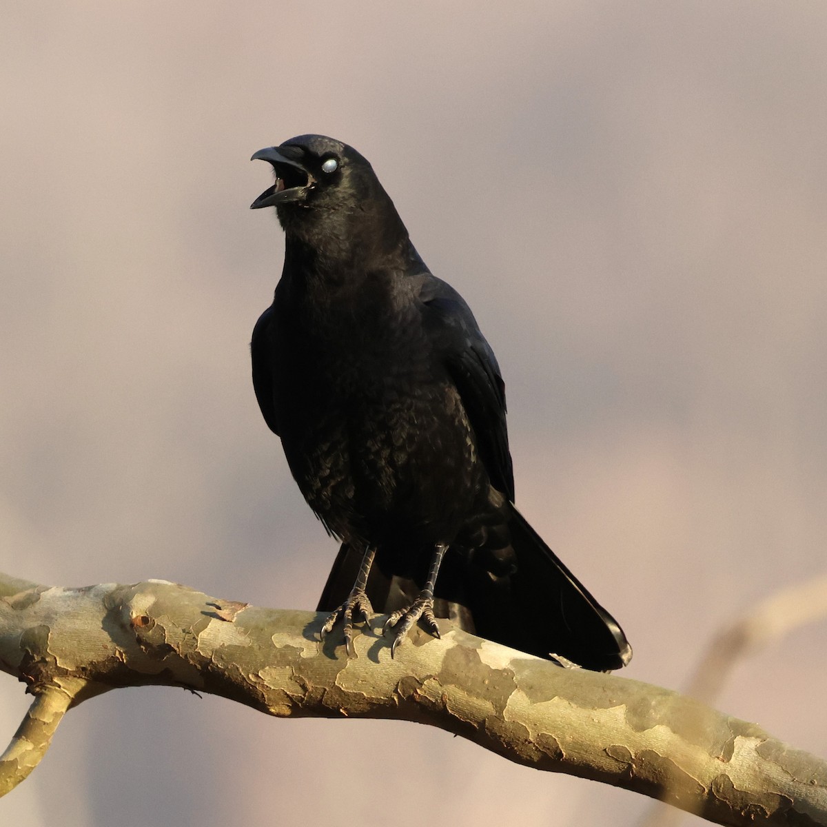 American Crow - ML646858793