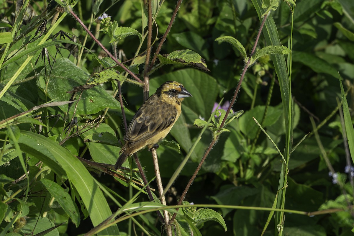 Brauenweber - ML646858794