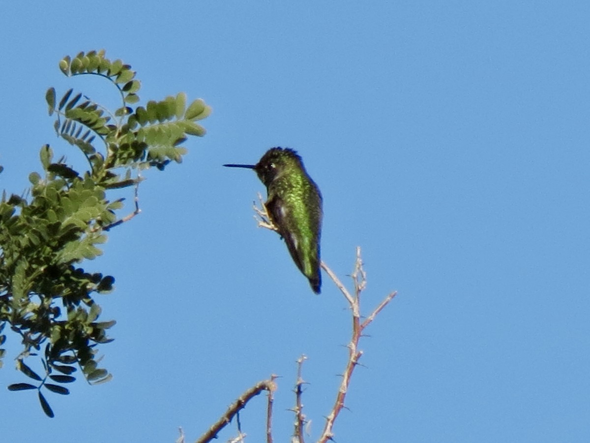 Anna's Hummingbird - ML646858799