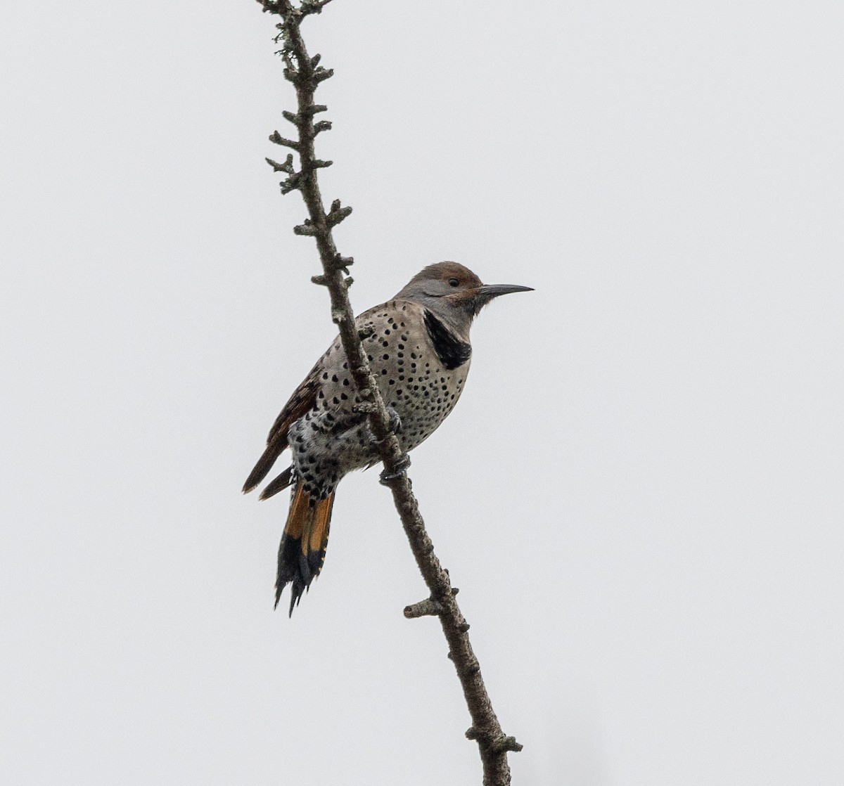 ハシボソキツツキ（luteus ｘ cafer） - ML646858801