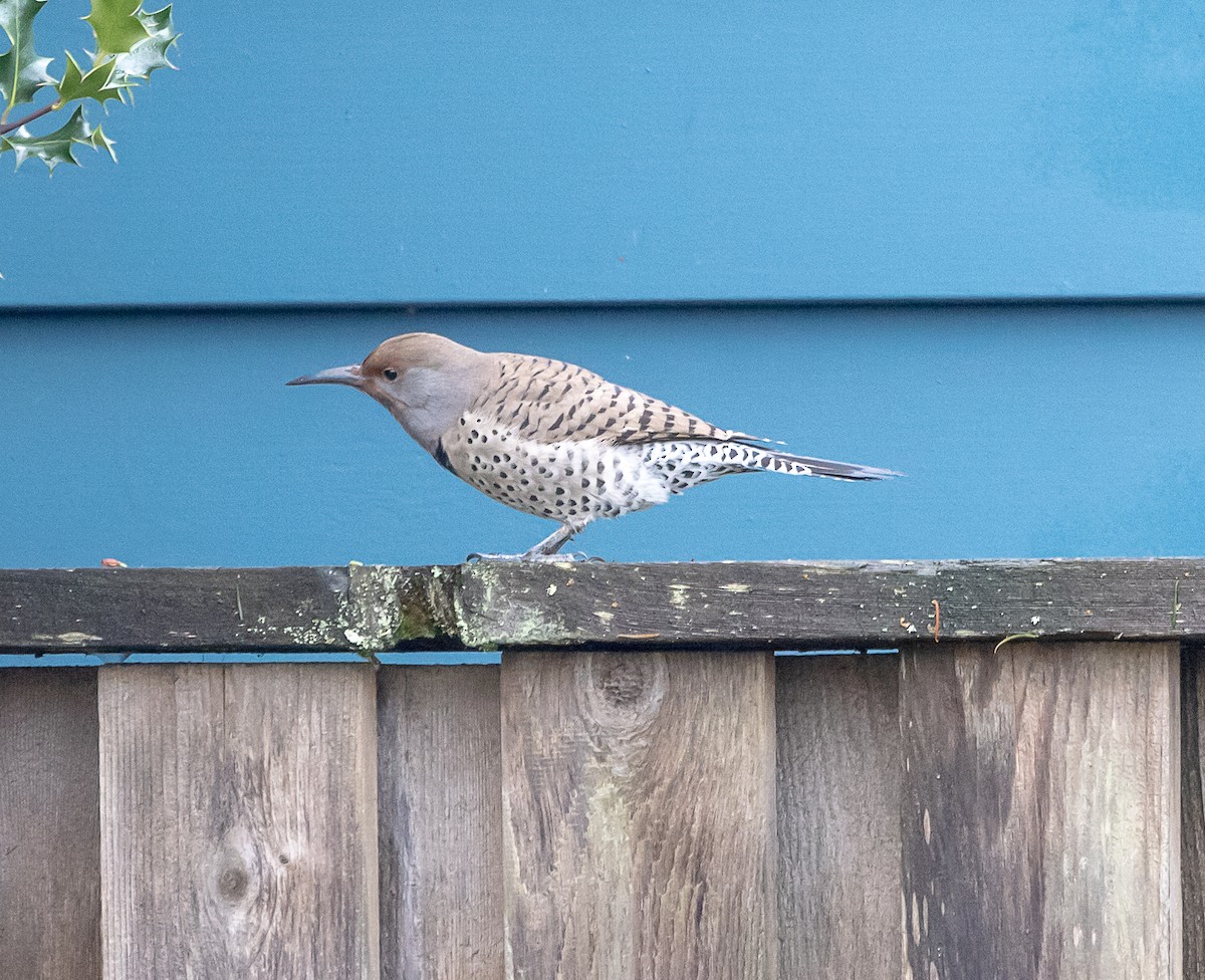 ハシボソキツツキ（luteus ｘ cafer） - ML646858802