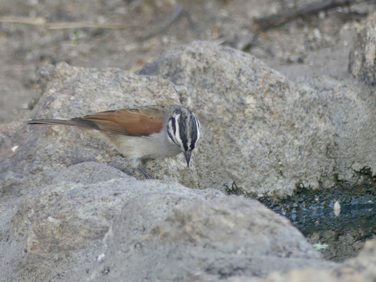 Cape Bunting - ML646858811