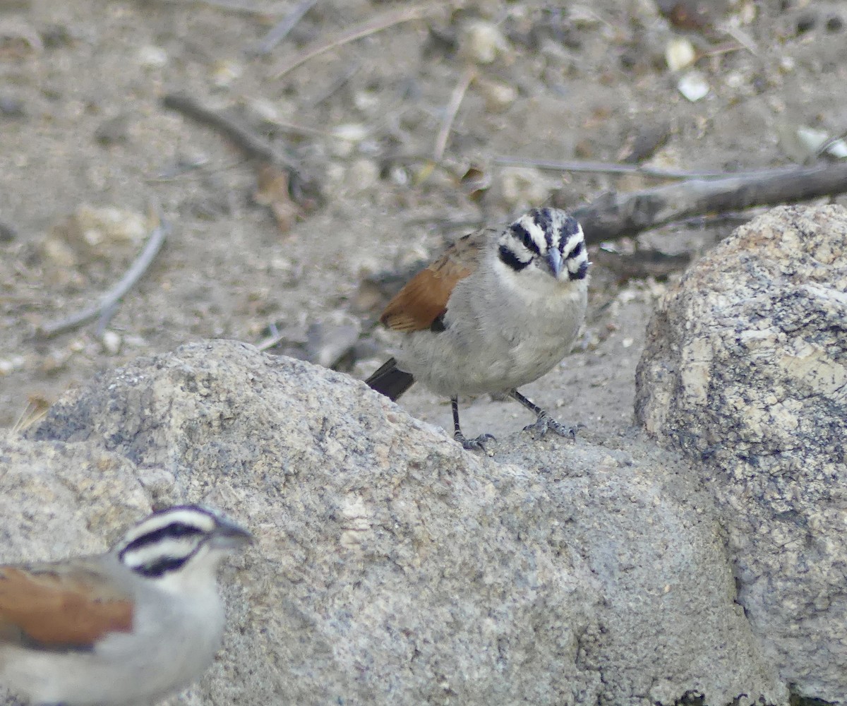 Cape Bunting - ML646858812