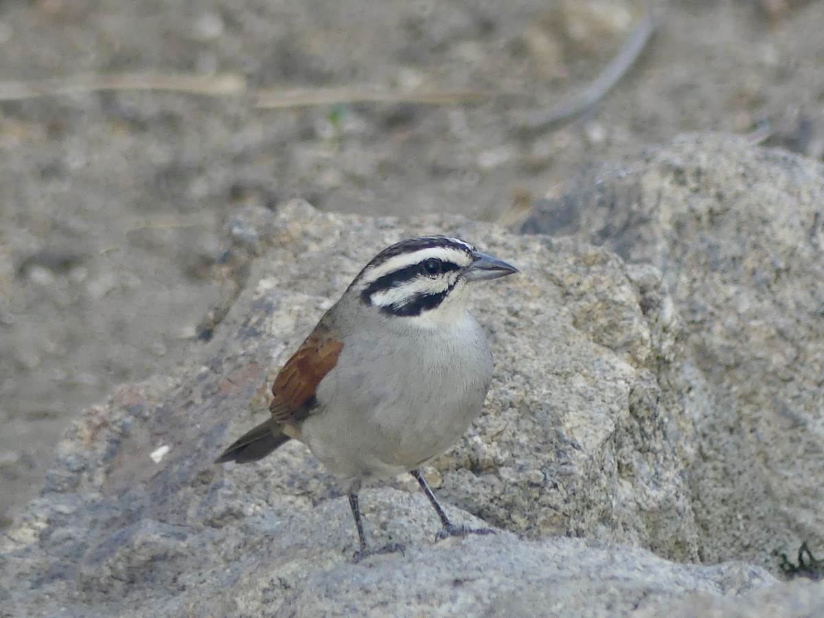 Cape Bunting - ML646858813
