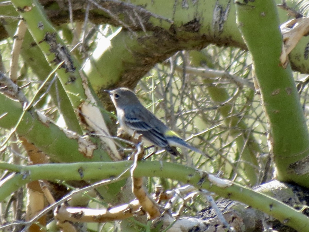 Taçlı Ötleğen - ML646858814