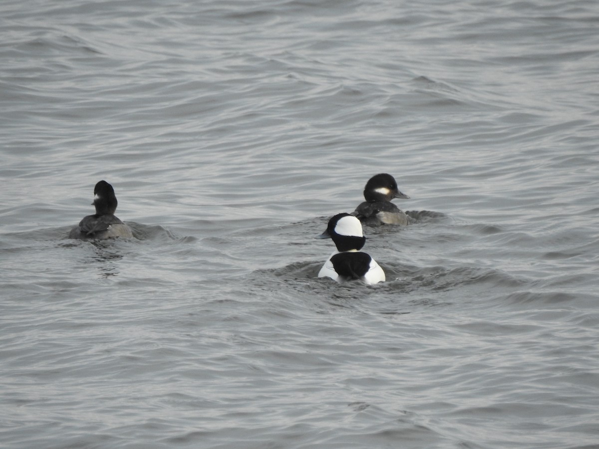 Bufflehead - ML646858815