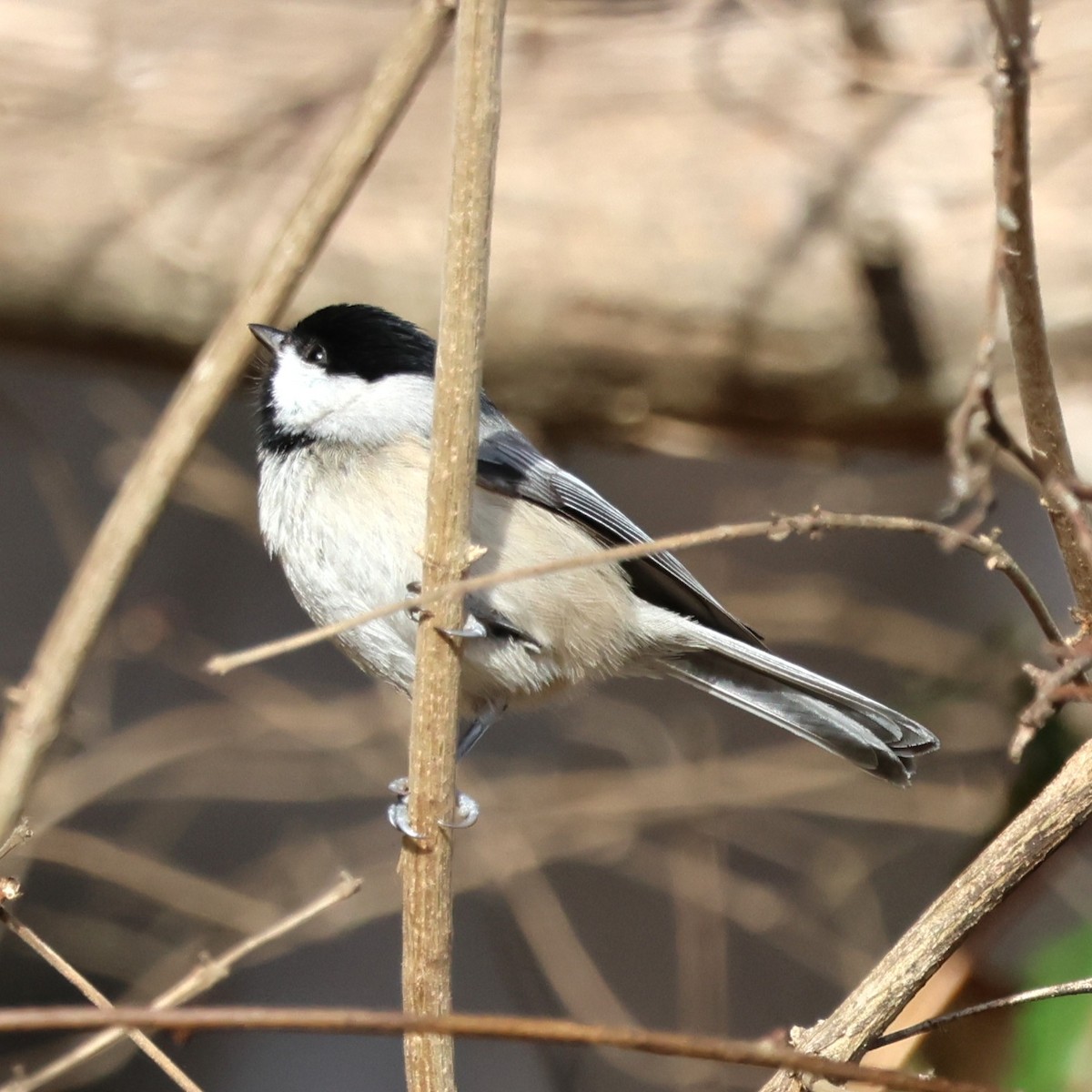 Carolina Chickadee - ML646858816