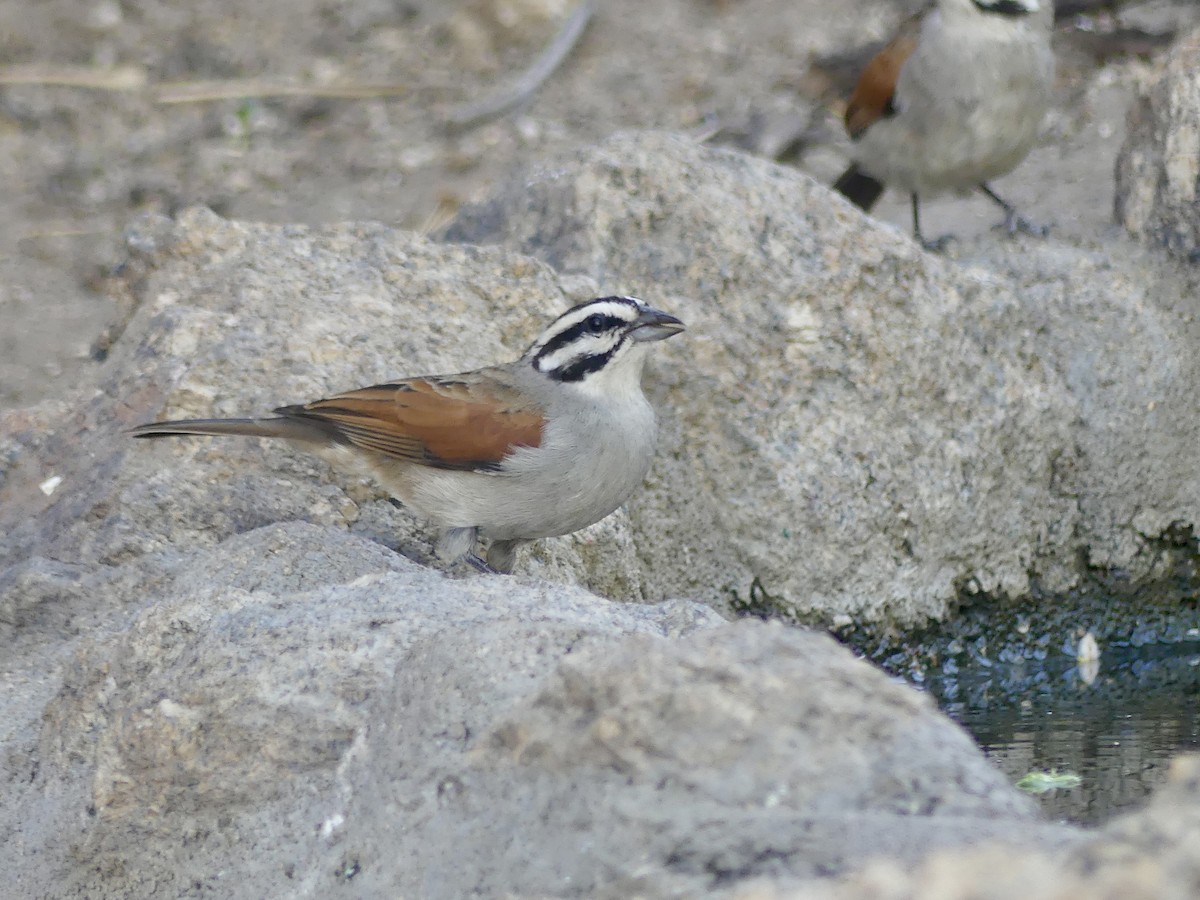 Cape Bunting - ML646858817