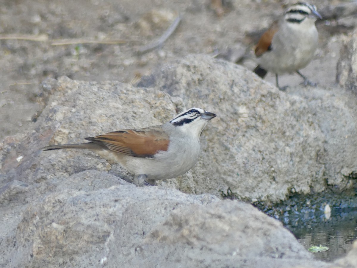 Cape Bunting - ML646858818