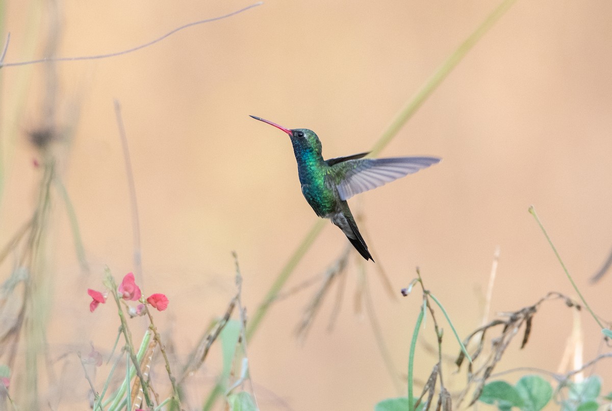 Broad-billed Hummingbird - ML646858819