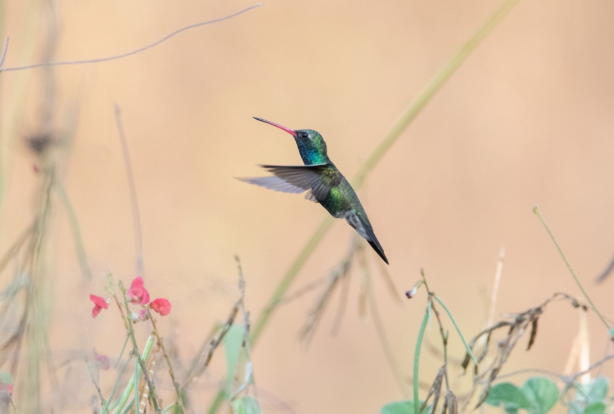 Broad-billed Hummingbird - ML646858820