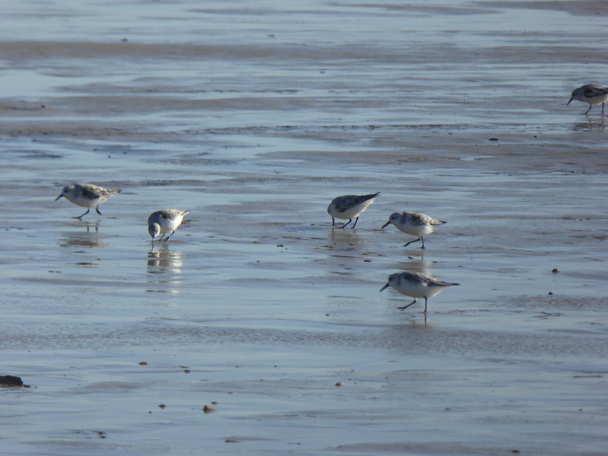 Sanderling - ML646858821