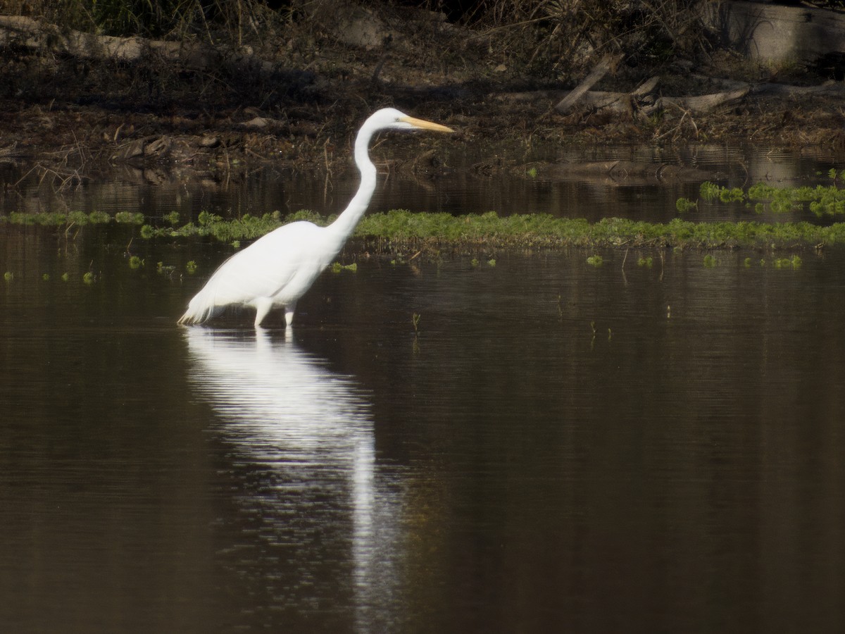 ダイサギ - ML646858823