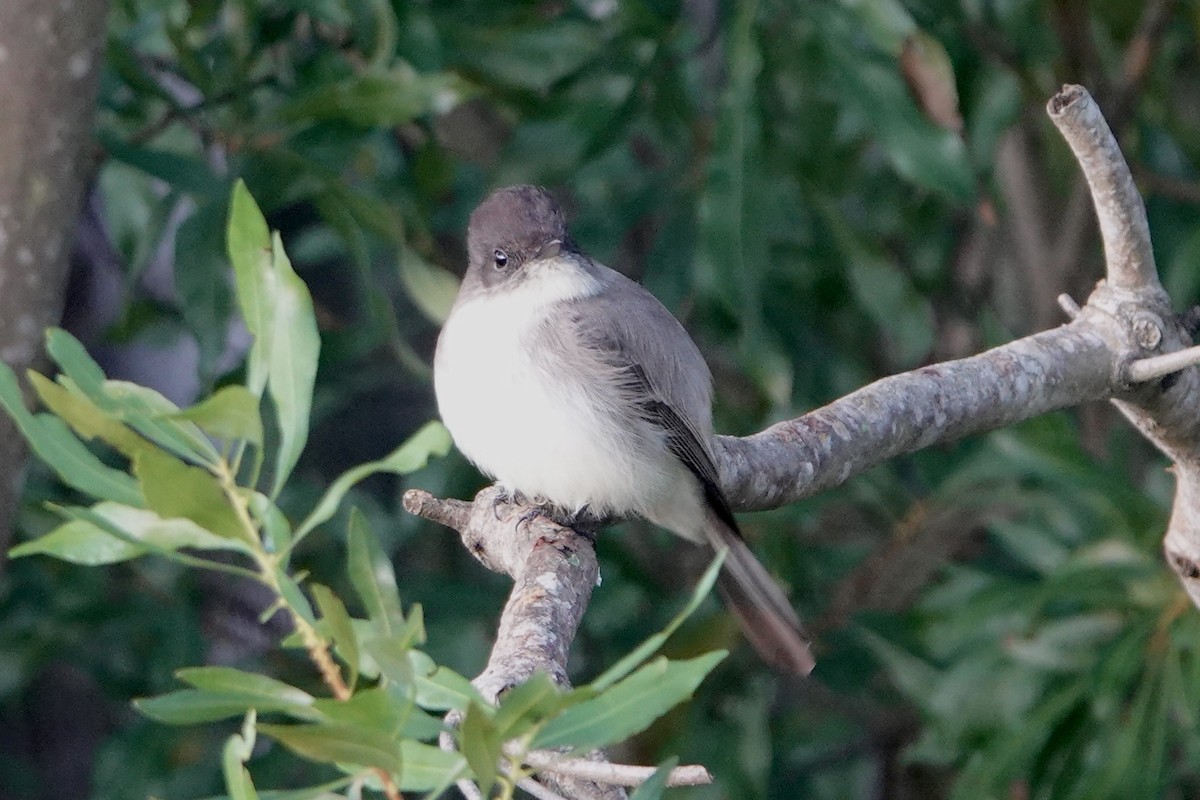 Mosquero Fibí - ML646858831