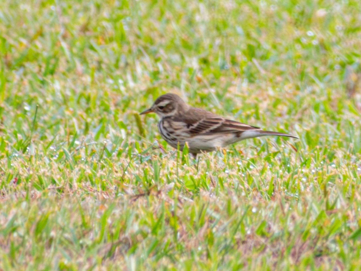 American Pipit - ML646858837