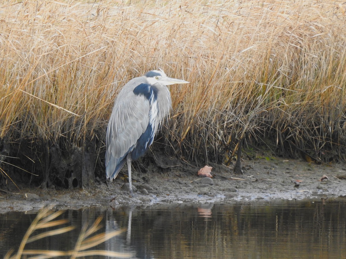Great Blue Heron - ML646858838
