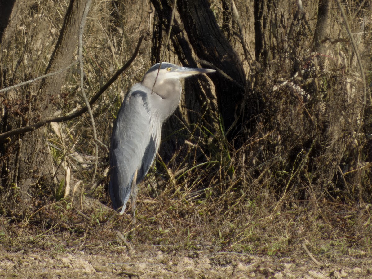 オオアオサギ - ML646858839