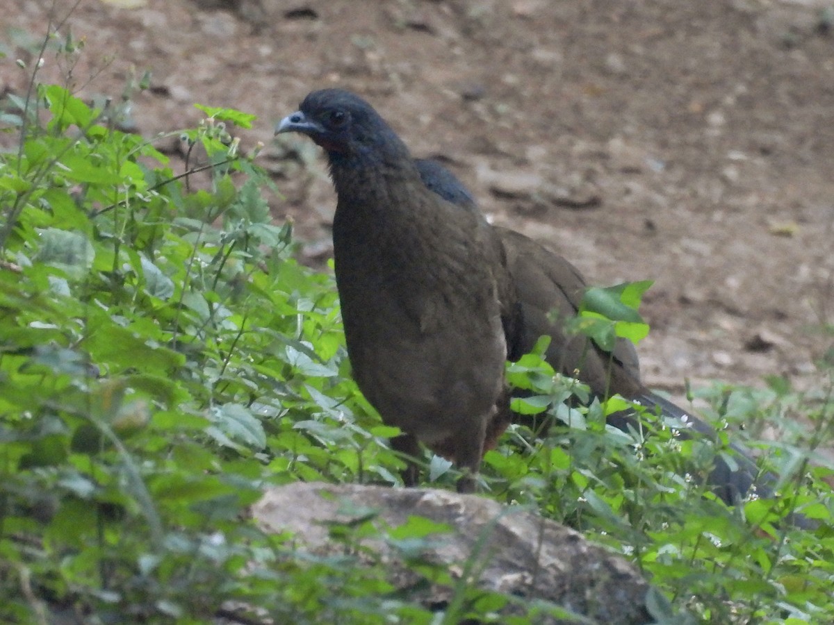 Rufous-vented Chachalaca - ML646858841