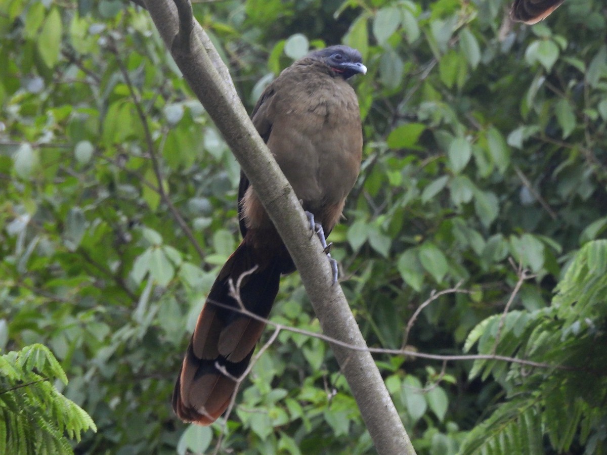 Rufous-vented Chachalaca - ML646858843