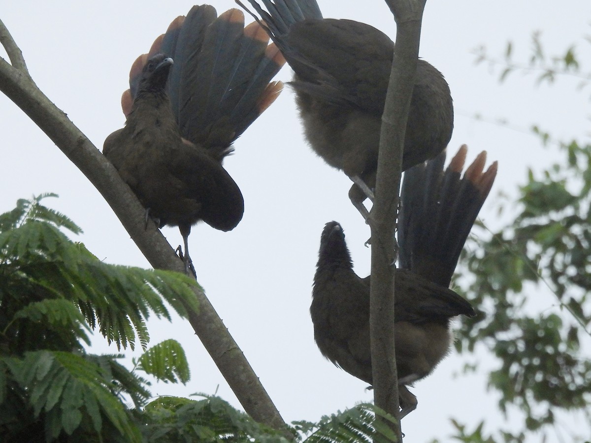 Rufous-vented Chachalaca - ML646858844