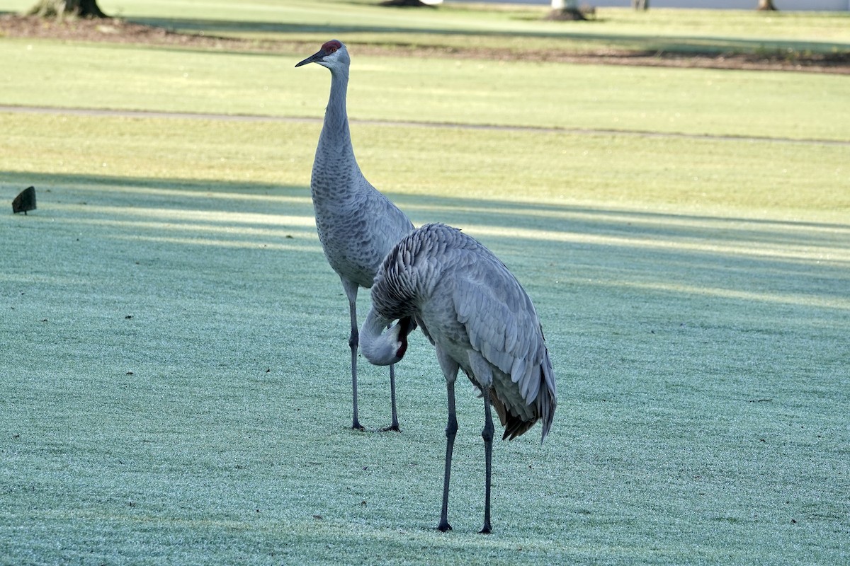 Grulla Canadiense - ML646858850