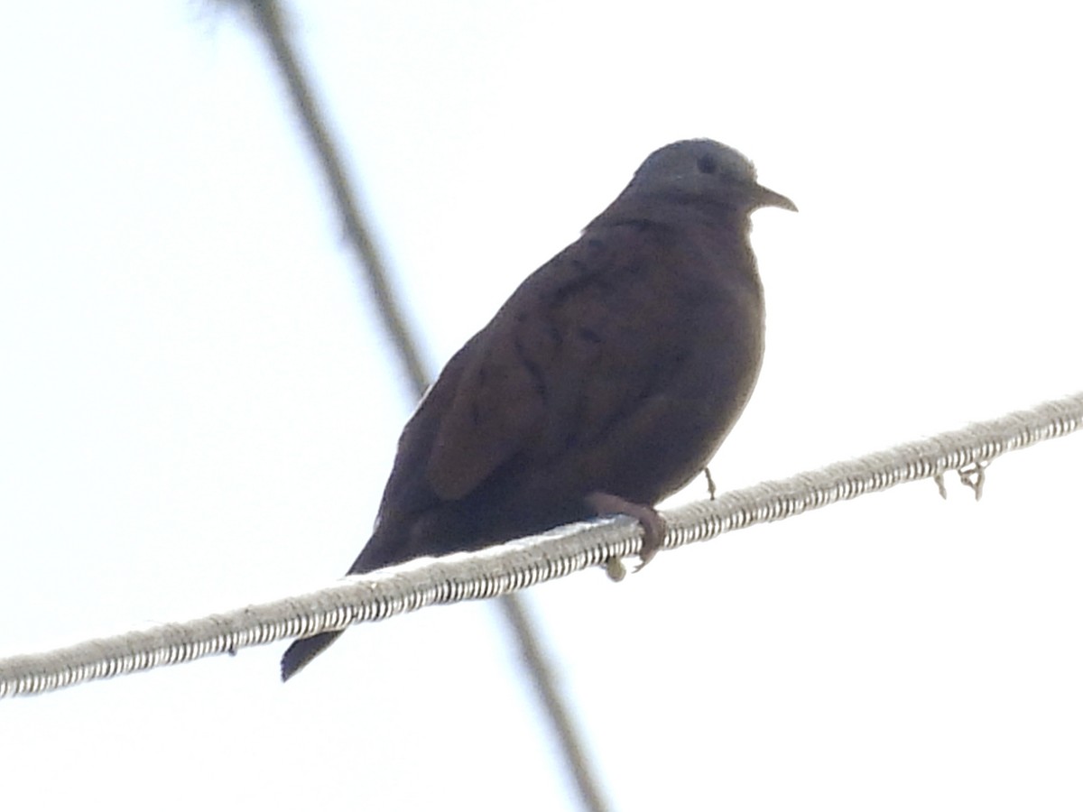 Ruddy Ground Dove - ML646858851
