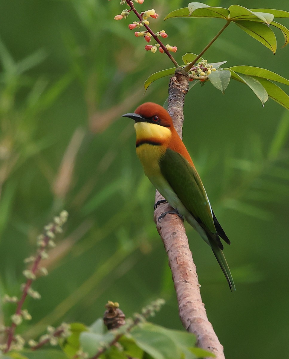 Chestnut-headed Bee-eater - ML646858858