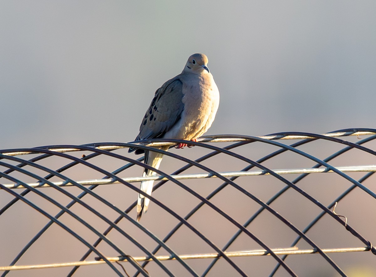 Mourning Dove - ML646858860