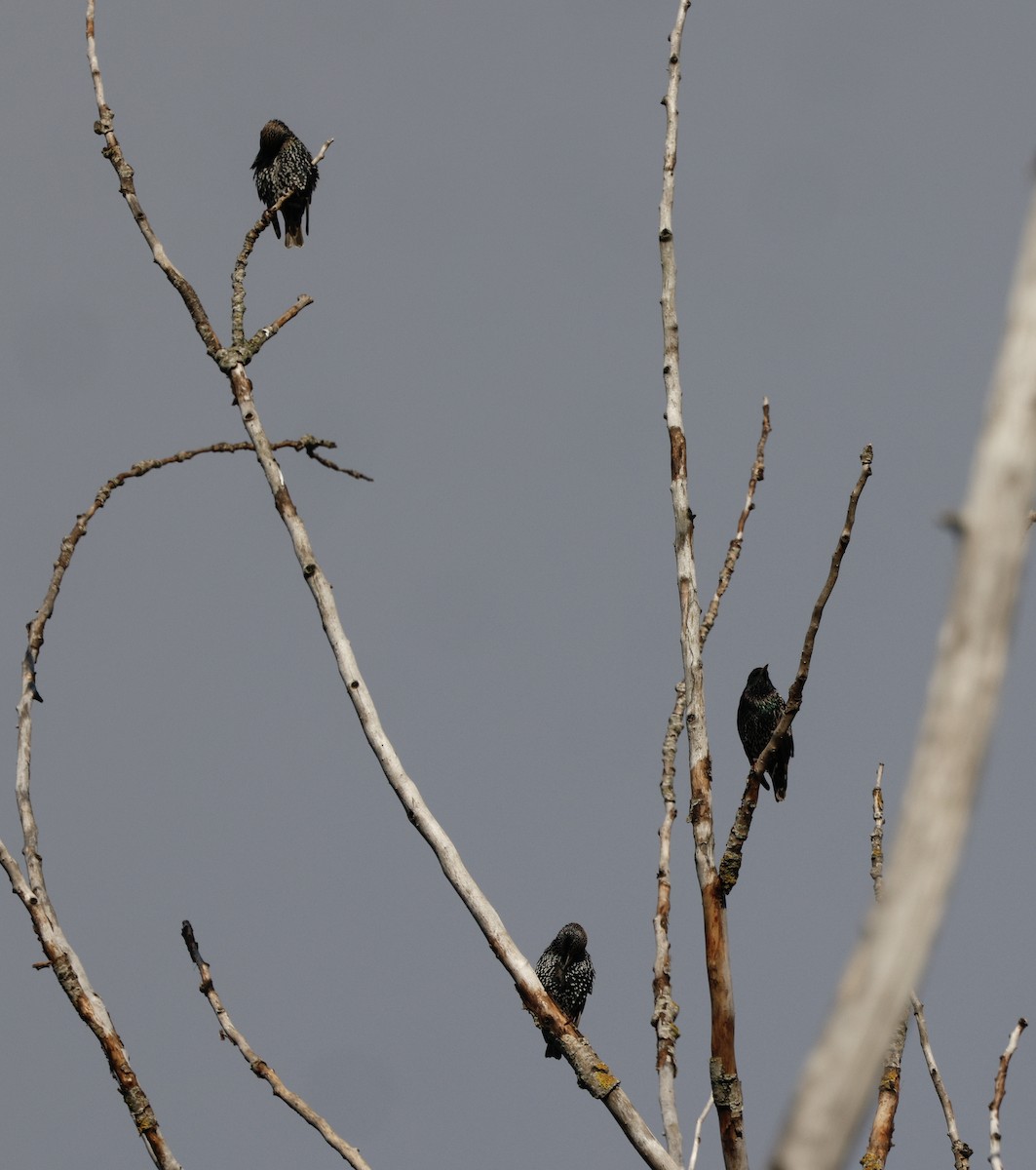 Шпак звичайний - ML646858862