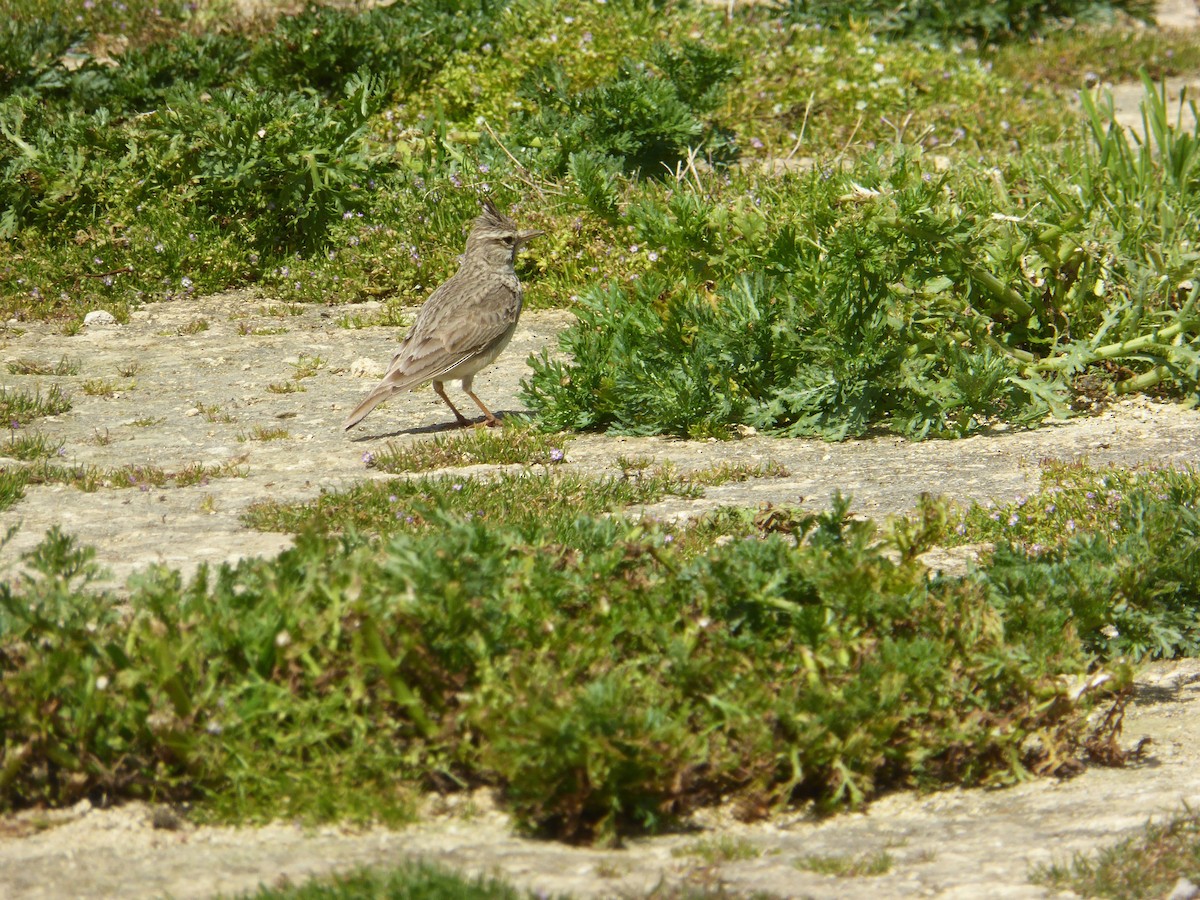 Haubenlerche - ML646858865