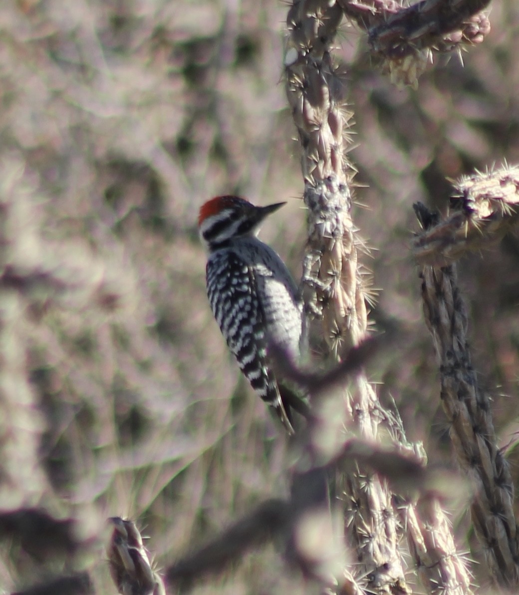 Ladder-backed Woodpecker - ML646858866