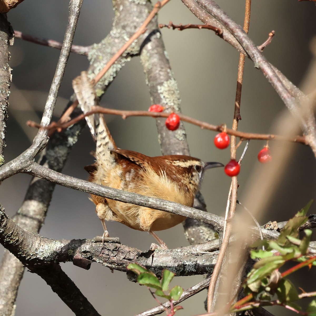 Carolinazaunkönig - ML646858867