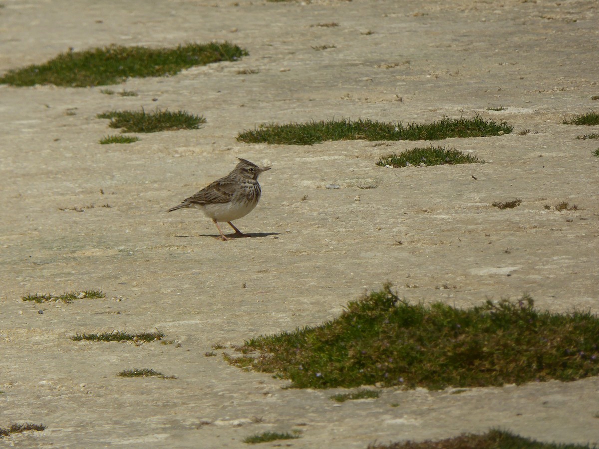 Haubenlerche - ML646858868