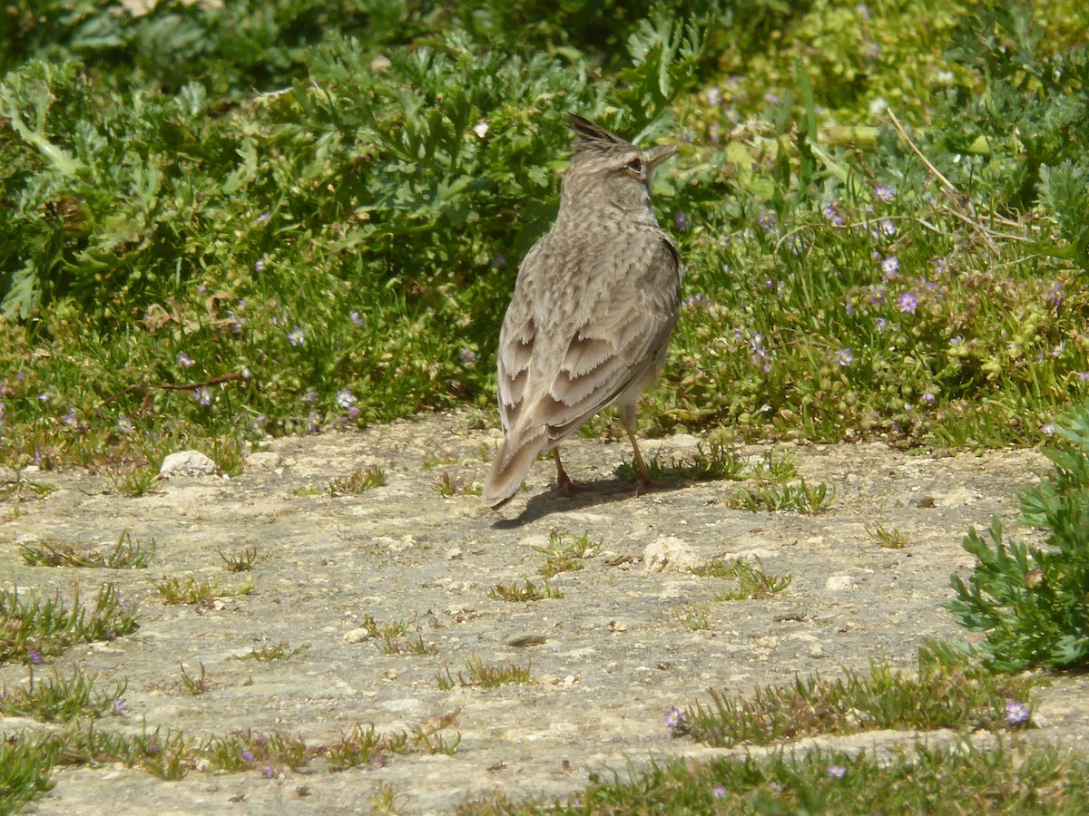 Haubenlerche - ML646858869