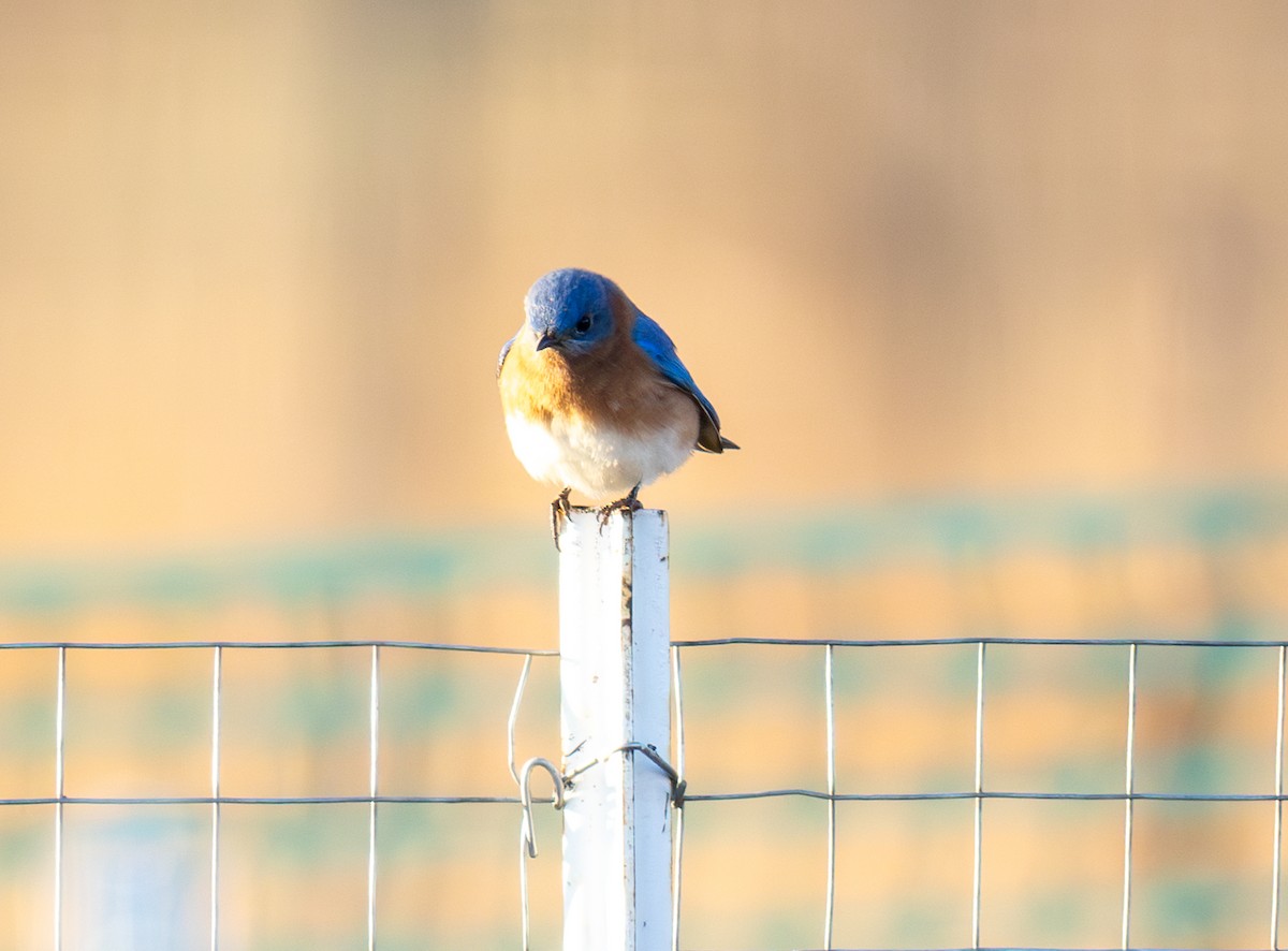 Azulejo Oriental - ML646858871