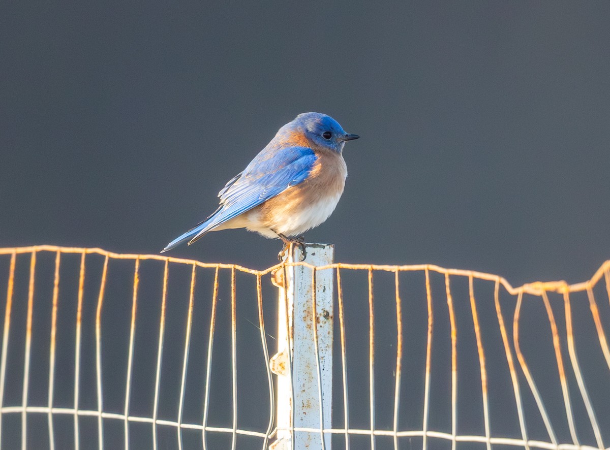 Azulejo Oriental - ML646858872