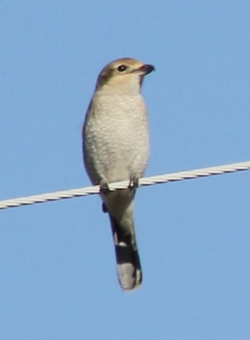 Northern Shrike - ML646858874