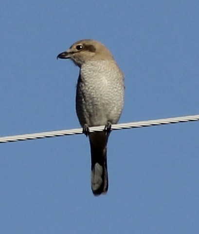 Northern Shrike - ML646858875